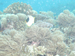 Palau 2010