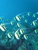 Palau 2010