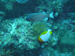 Palau 2010
