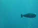 Palau 2010