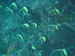Palau 2010