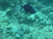 Palau 2010