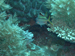 Palau 2010