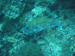Palau 2010