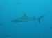 Palau 2010