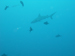 Palau 2010