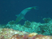 Palau 2010