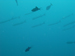 Palau 2010