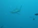 Palau 2010