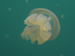 Palau 2010