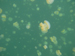 Palau 2010
