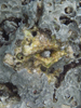 Palau 2010