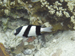 Palau 2010
