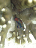 Palau 2010