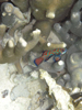 Palau 2010