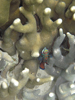 Palau 2010