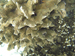 Palau 2010