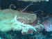 Palau 2010