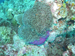 Palau 2010