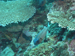 Palau 2010