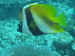 Palau 2010