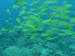 Palau 2010