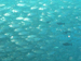 Palau 2010