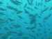 Palau 2010