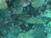 Palau 2010