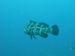 Palau 2010
