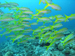 Palau 2010
