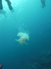 Palau 2010