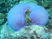 Palau 2010