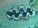 Palau 2010