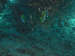 Palau 2010