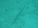 Palau 2010