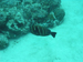 Palau 2010