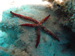 Palau 2010