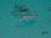Palau 2010