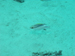 Palau 2010