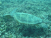 Palau 2010