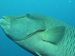 Palau 2010