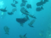 Palau 2010