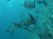 Palau 2010