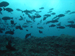 Palau 2010