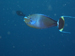 Palau 2010