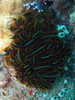 Palau 2010