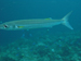 Palau 2010