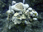 Roatan 2010