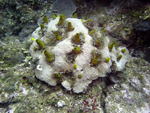 Roatan 2010